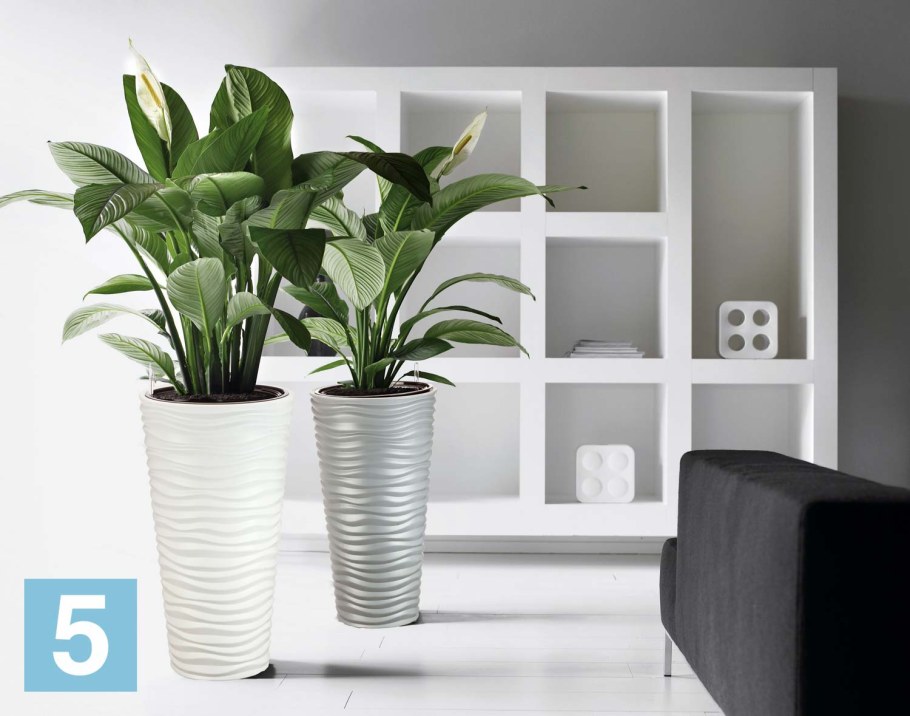 Спатифиллум Плант микс