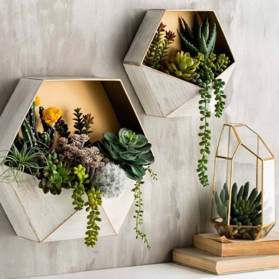 Фитодизайн Суккуленты