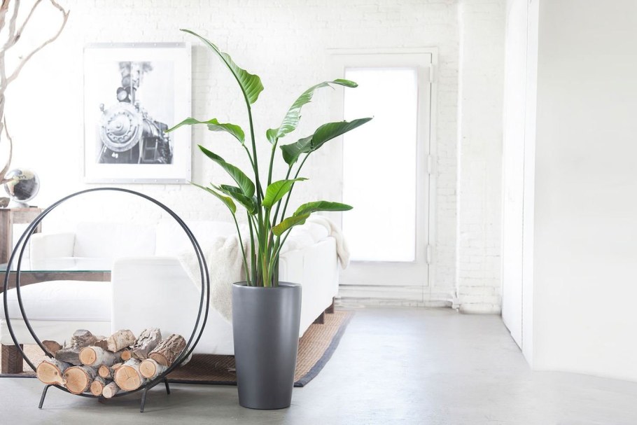 Фикус фитодизайн