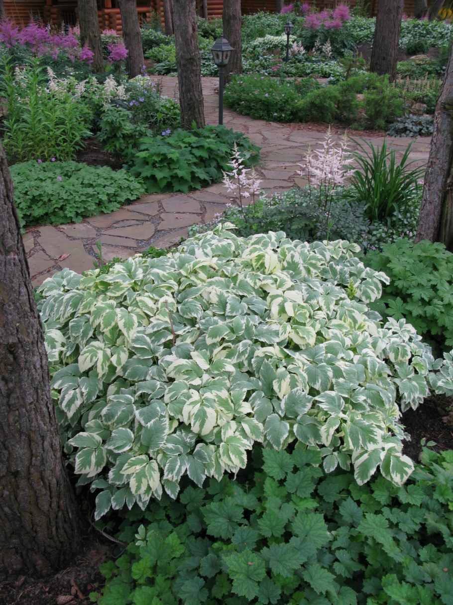 Сныть обыкновенная variegata (Вариегата)
