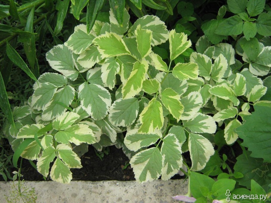 Сныть вариегатная