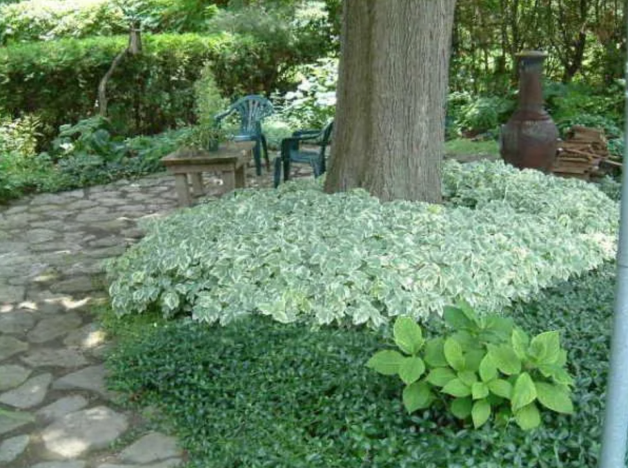 Сныть почвопокровная