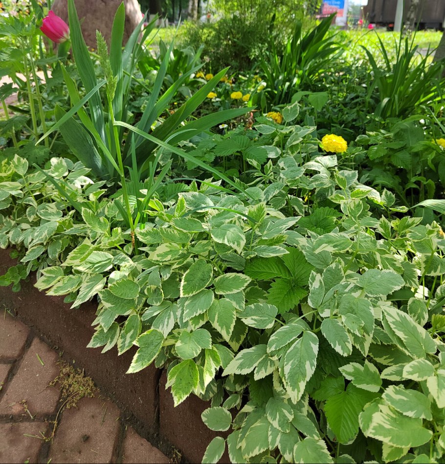 Когда пересадить хосту на новое место осенью