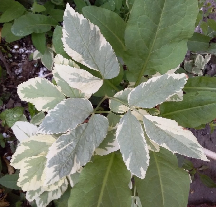 Болезни сливы Млечный блеск