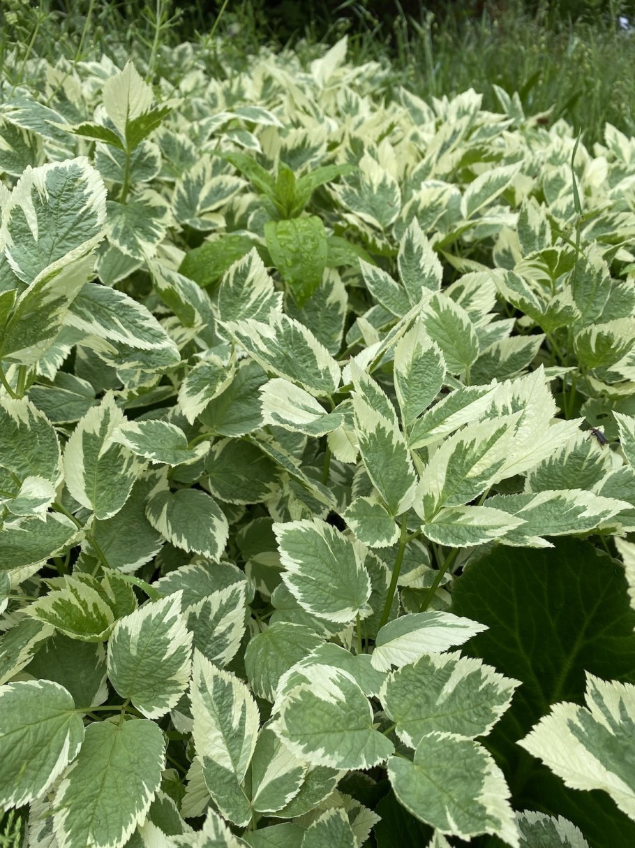 Окопник вариегатный