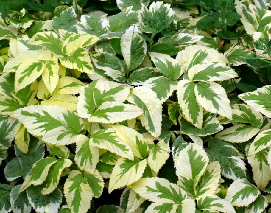 Сныть обыкновенная Вариегата