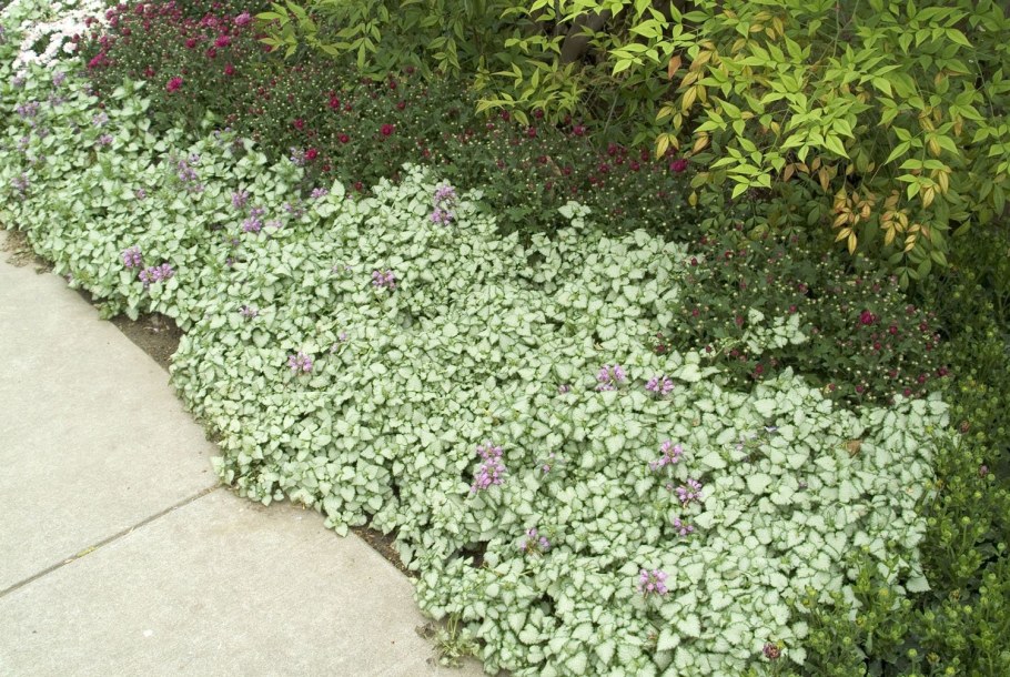 Яснотка ползучая