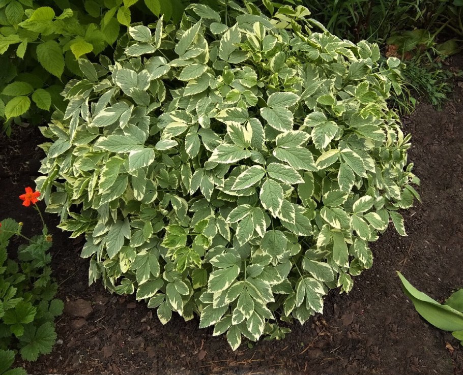 Сныть обыкновенная variegatum