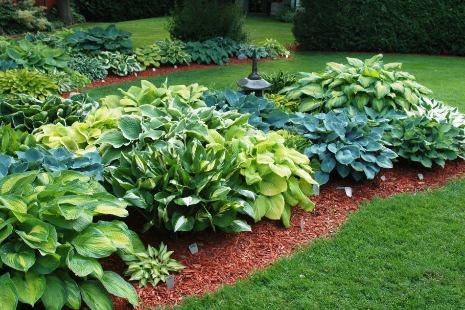 Хоста мульча