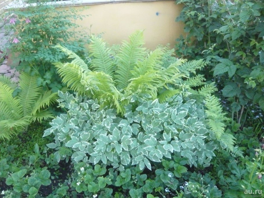 Сныть Вариегата