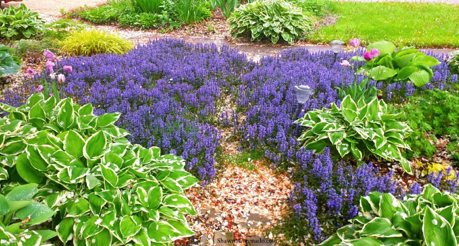 Живучка ползучая и Хоста