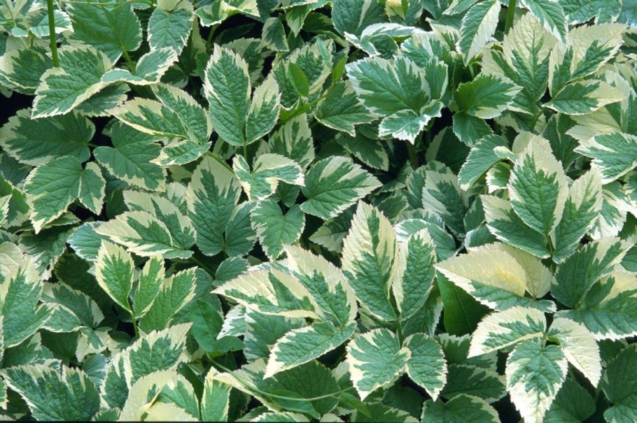 Сныть обыкновенная variegatum