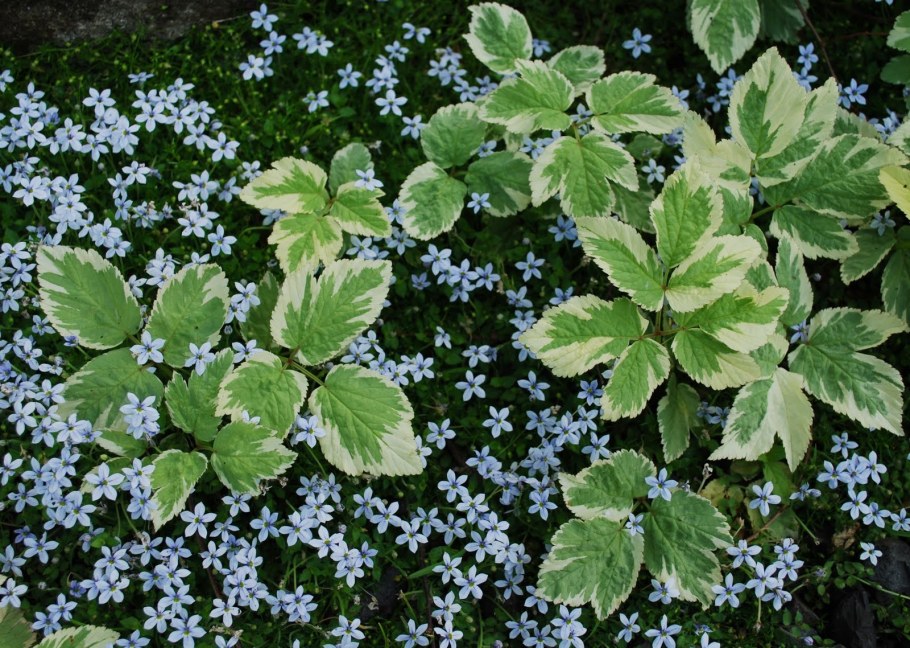 Пахизандра верхушечная Вариегата