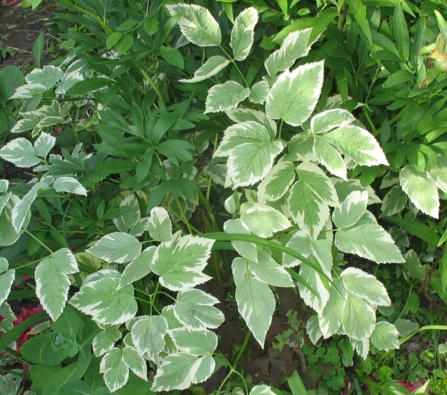 Сныть обыкновенная Вариегата