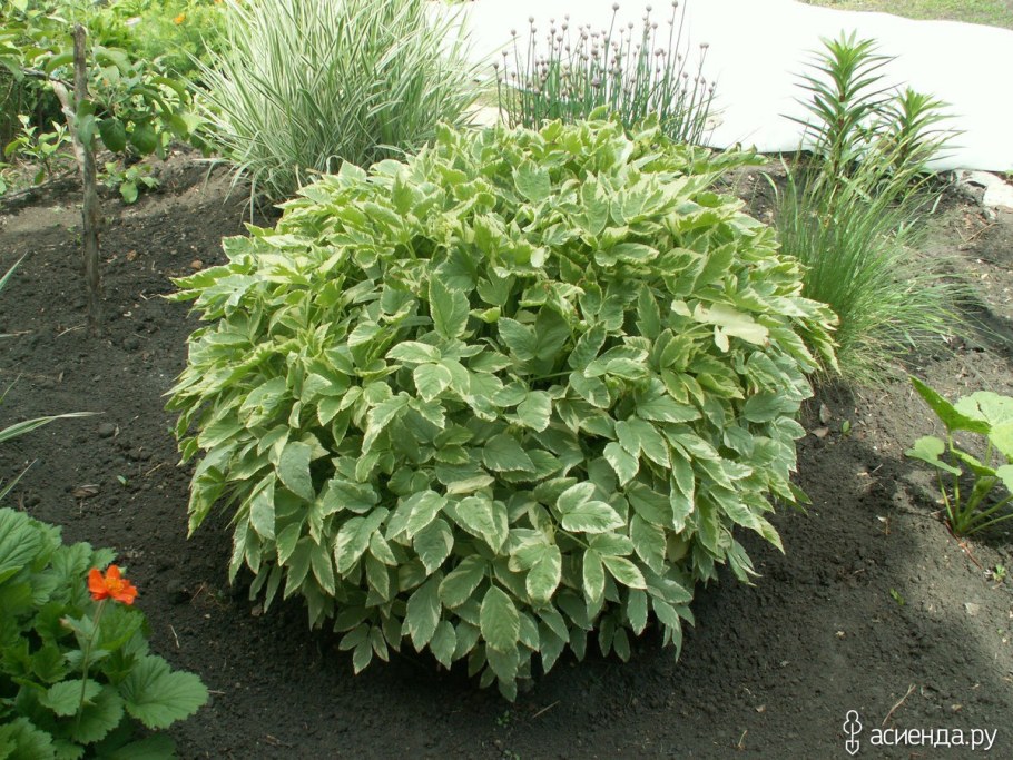 Сныть пестролистная