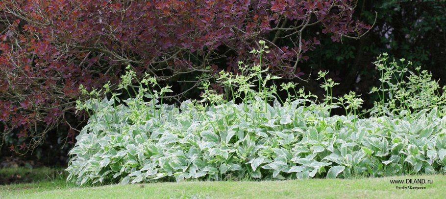 Дерен белый Элегантиссима Вариегата