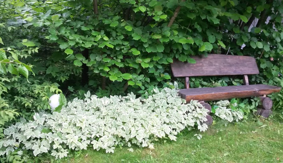 Сныть белоокаймленная