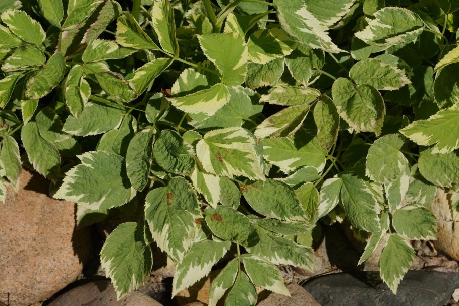 Сныть обыкновенная Вариегата