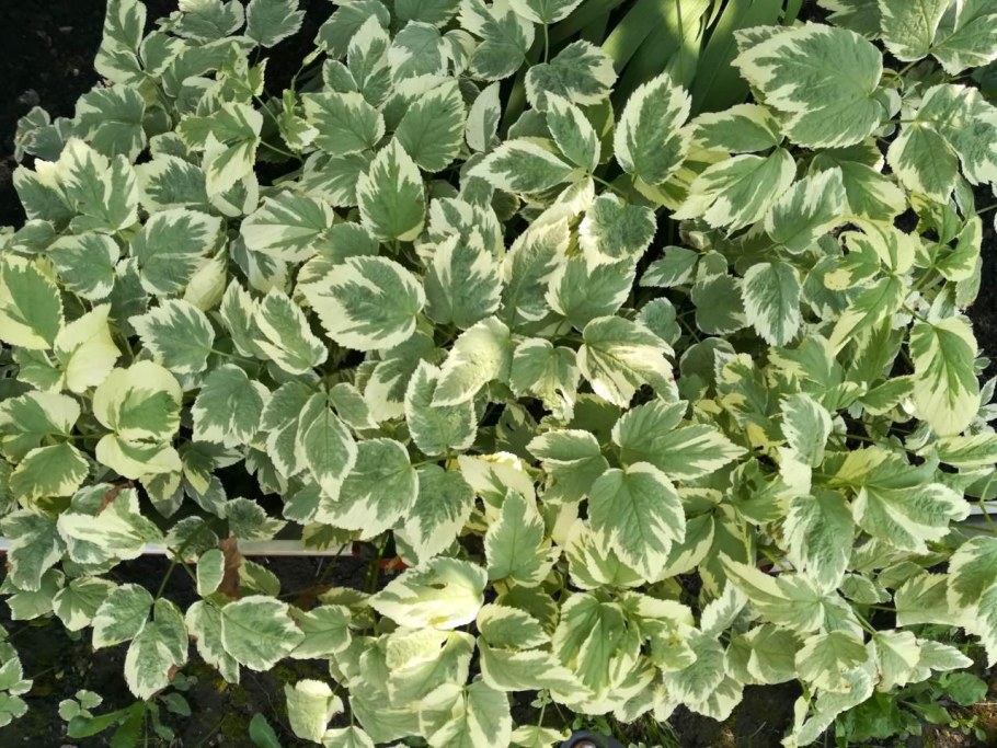 Сныть обыкновенная Вариегата