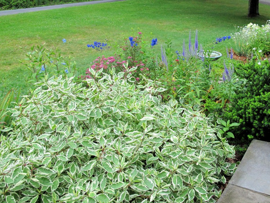 Дерен Элегантиссима