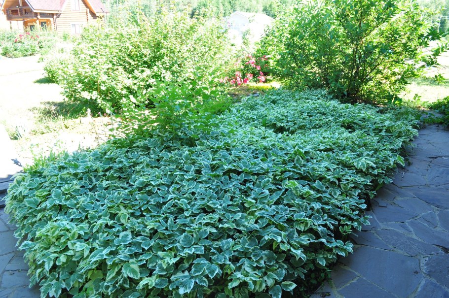 Сныть почвопокровная