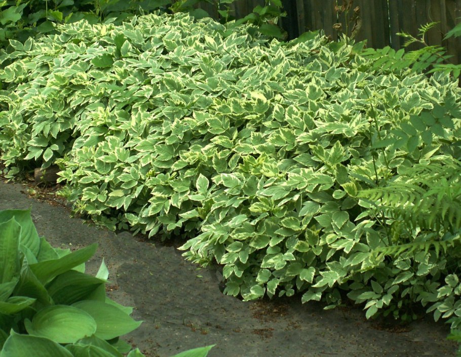 Сныть обыкновенная пестролистная