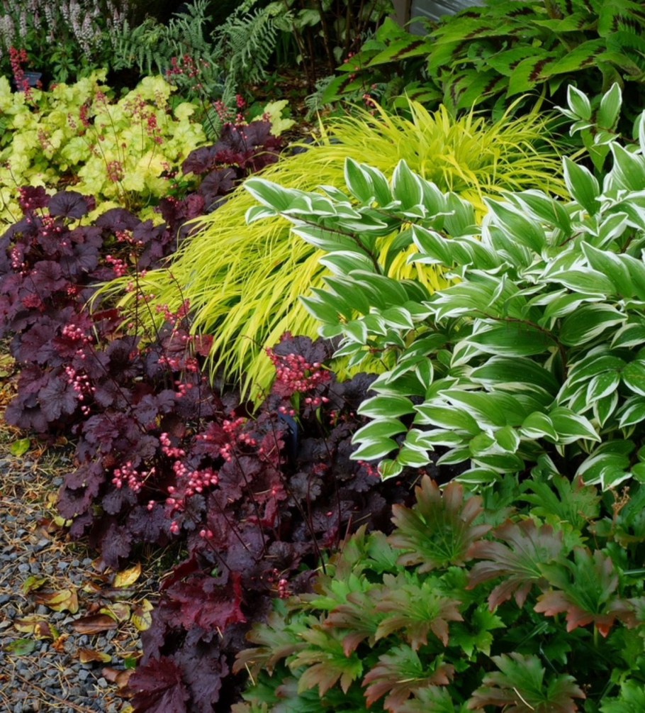 Хоста астильба гейхера