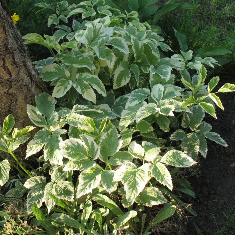 Сныть Вариегата