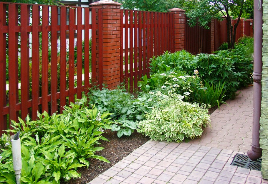 Сныть пестролистная