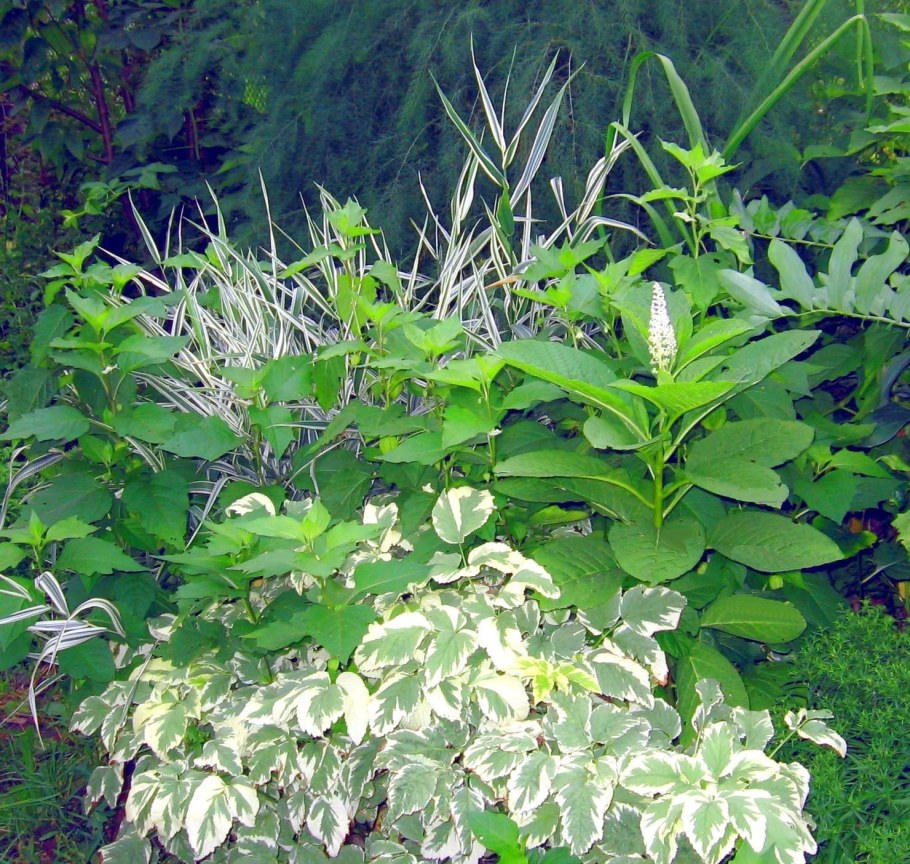 Сныть вариегатная