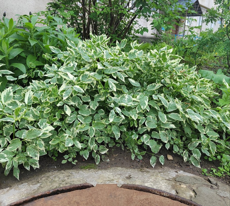 Сныть обыкновенная variegata