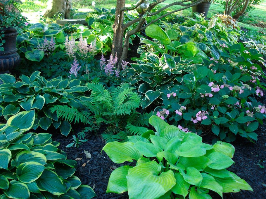 Хоста Бруннера гортензия