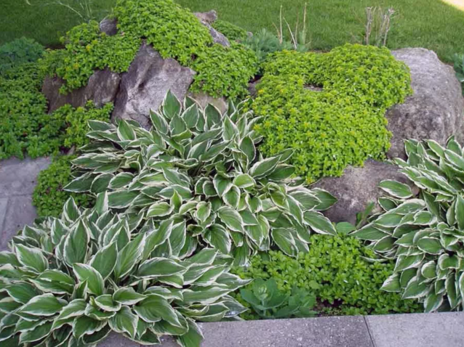 Очиток Миддендорфа Вариегата