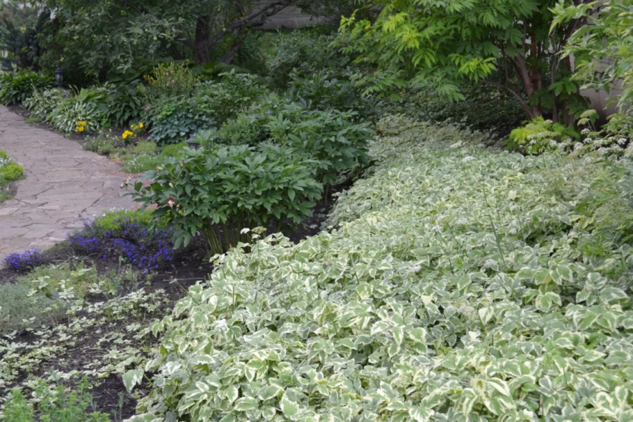 Сныть обыкновенная пестролистная