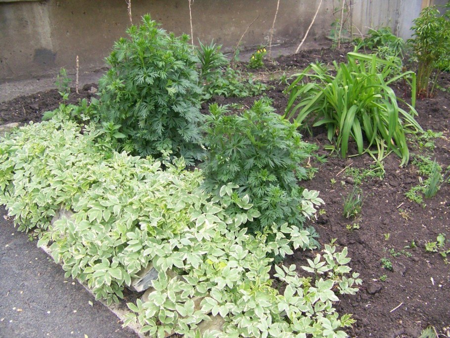 Сныть Вариегата