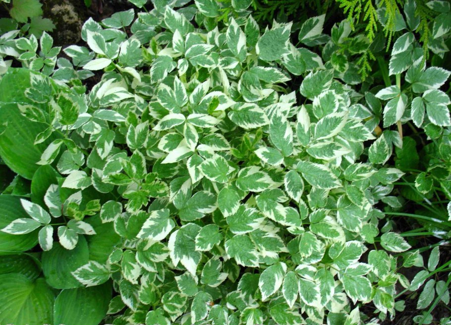 Сныть Вариегата (Aegopodium podagraria variegata)