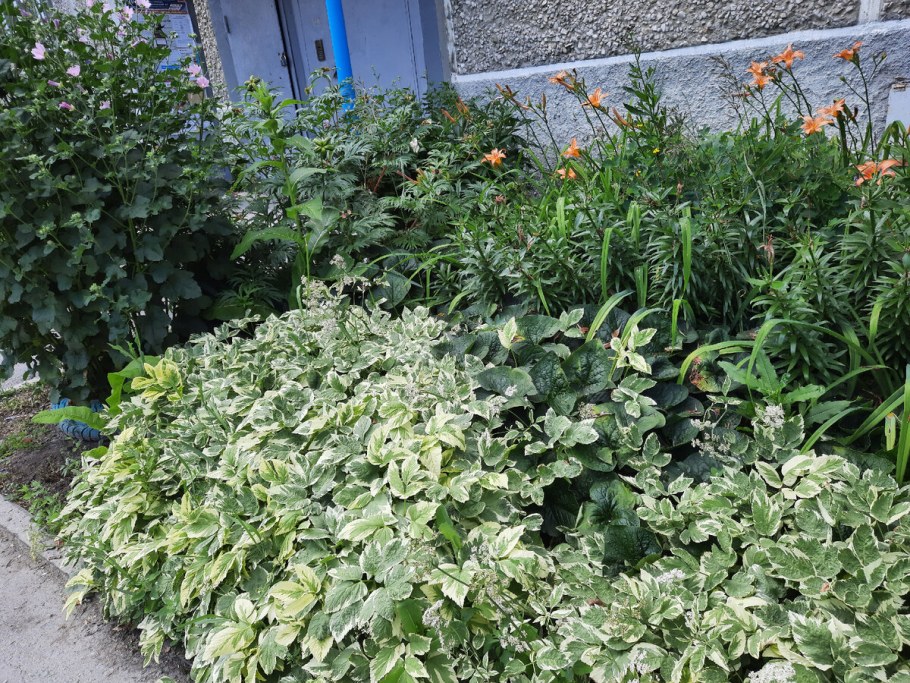 Палисадник фото