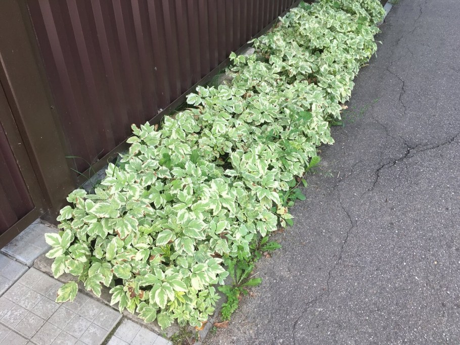 Сныть обыкновенная пестролистная