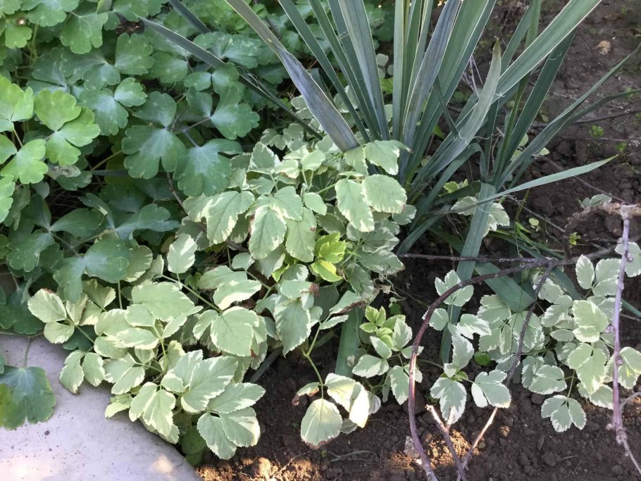 Сныть вариегатная