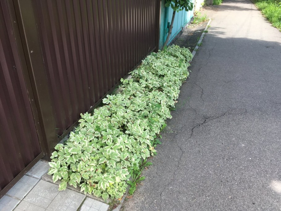 Сныть — злостный сорняк