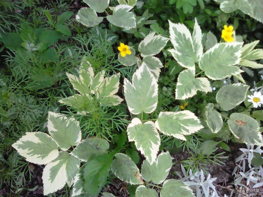 Сныть вариегатная