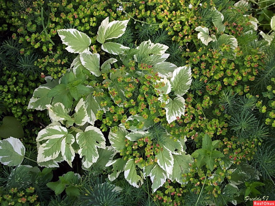 Растения сныть пестролистная