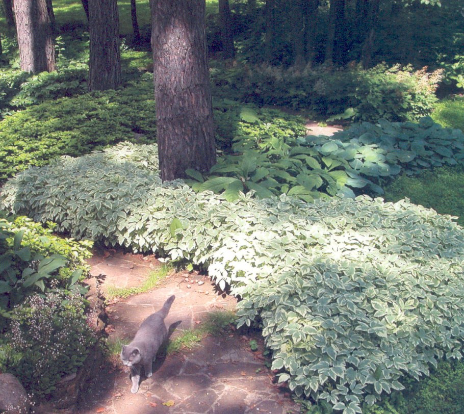 Сныть бордюрная