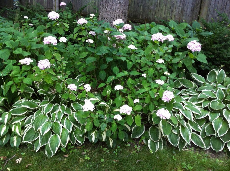 Дерен и Хоста