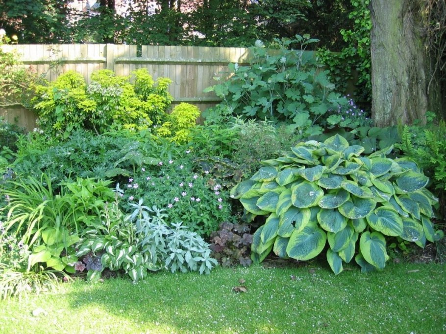 Сныть Садовая пестролистная