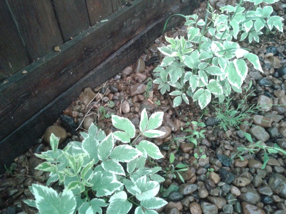 Сныть белоокаймленная