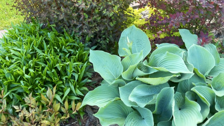 Хоста хаконехлоя