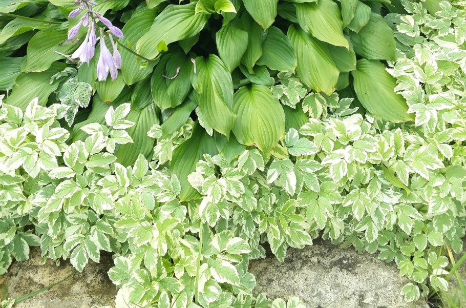 Сныть вариегатная пестролистная