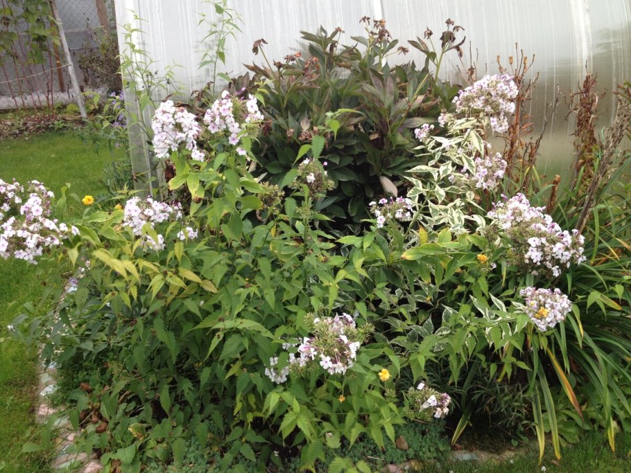 Сныть декоративная