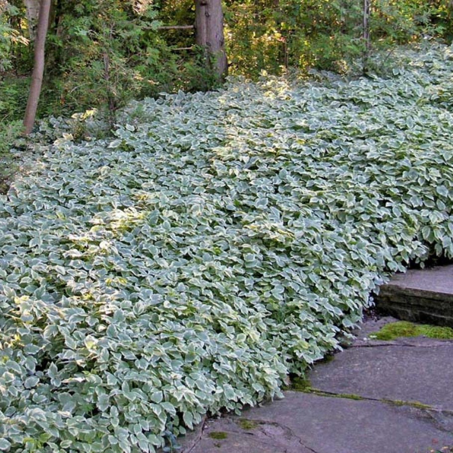 Сныть Вариегата